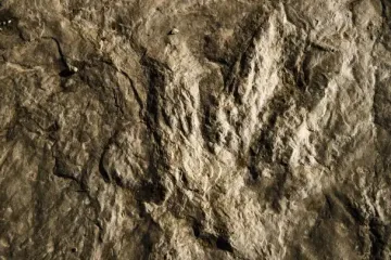 В Италии обнаружили тысячи следов динозавров в возрасте 210 миллионов лет