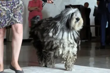 Ветеринар назвала собаку, за которой сложнее всего ухаживать