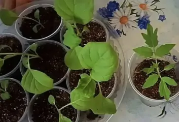 Посівний календар на січень: в які дні краще не висаджувати розсаду у теплиці