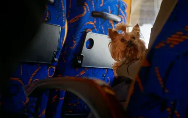 Путешествие с котом или собакой за границу: какие требования действуют для въезда в ЕС