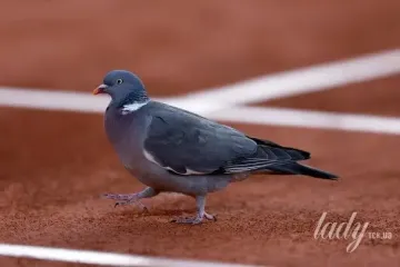 Ученые нашли в теле птиц неожиданный магнитный "компас" — детали шокирующего открытия