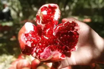 Этот "суперфрукт" запускает молекулу молодости – сейчас его сезон