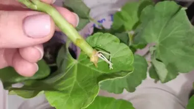 Як розмножувати герань: метод «у пакеті» без поливу та зайвих клопотів