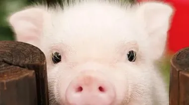 KSG Agro increases revenue from sale of live pigs by 48.3% in 9M of 2025