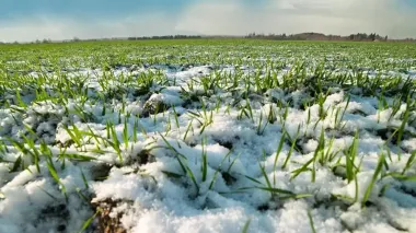 Agrain allocates about 42% of sown areas for winter crops