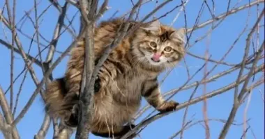 На Запорожском направлении военнослужащего укусил кот, больной бешенством