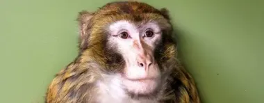 В Гостомеле под Киевом обезьяна сбежала от хозяев и бегала по улицам: фото