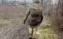 Three occupiers-looters run along apath and hide from Ukrainian drones: "Wait, Valia, there will be gifts. We have filled our backpacks in Pokrovsk.". VIDEO
